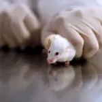 Stop alle Sperimentazioni sugli Animali: Risultati Migliori con Colture Cellulari nei Laboratori