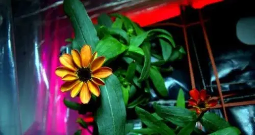 Zinnia sboccia sulla Stazione Spaziale Internazionale: primo fiore in orbita
