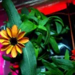 Zinnia sboccia sulla Stazione Spaziale Internazionale: primo fiore in orbita