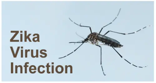 Virus Zika piega Brasile: boom casi microcefalia neonatale