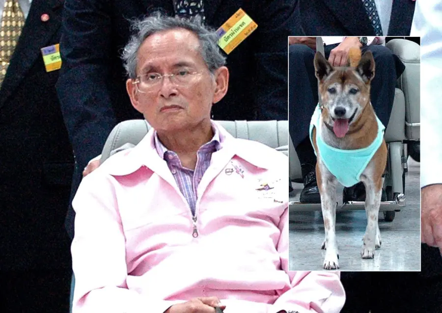 Thailandia, cane re Adulyadej è morto: aveva 17 anni