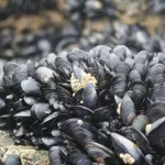 Dalle cozze una super colla: 'bava' mitilo molto viscosa