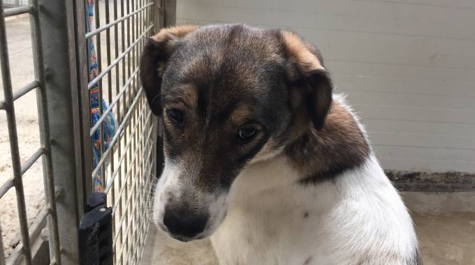 Lorenza, cane salvato da utenti Facebook è in canile