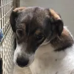 Lorenza, cane salvato da utenti Facebook è in canile