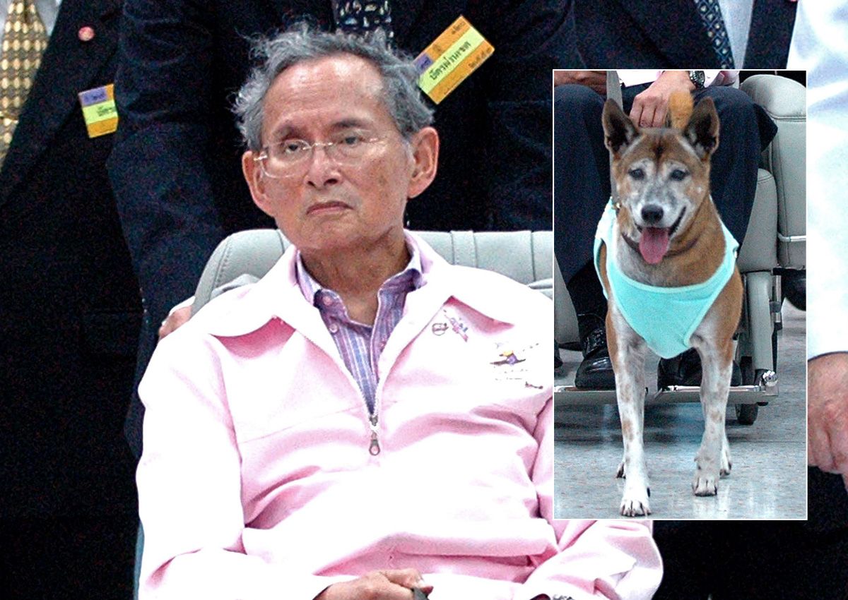 Thailandia, cane re Adulyadej è morto: aveva 17 anni