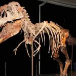 Nicholas Cage restituisce scheletro T-Rex a Mongolia: lo pagò 276.000 dollari