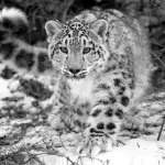 WWF: calendario 2016 omaggia animali in estinzione, leopardo delle nevi sulla cover