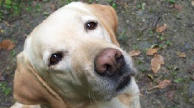 Cannella è morta: cane simbolo della pet therapy pediatrica