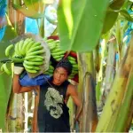 Banane: malattia di Panama causerà estinzione, antidoto inesistente