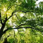 Giornata Nazionale Dell'albero 2015: Difendiamo i Nostri Amici Alberi!