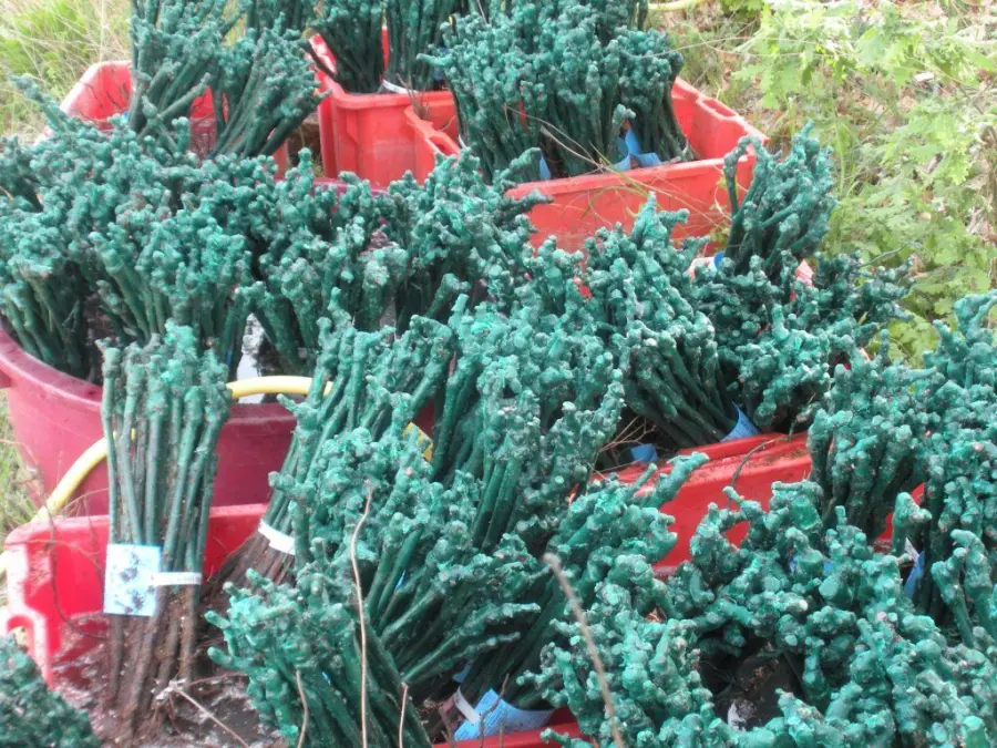 Barbatelle di Vite Salentine: Ue Autorizza Vendita, Agricoltori Pugliesi in Festa