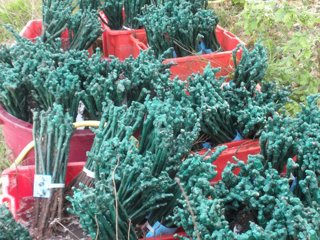 Barbatelle di Vite Salentine: Ue Autorizza Vendita, Agricoltori Pugliesi in Festa