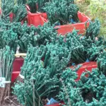 Barbatelle di Vite Salentine: Ue Autorizza Vendita, Agricoltori Pugliesi in Festa