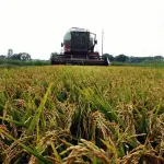 Riso Bio Prodotto con Diserbanti: Titolari Aziende Vercellesi Denunciati