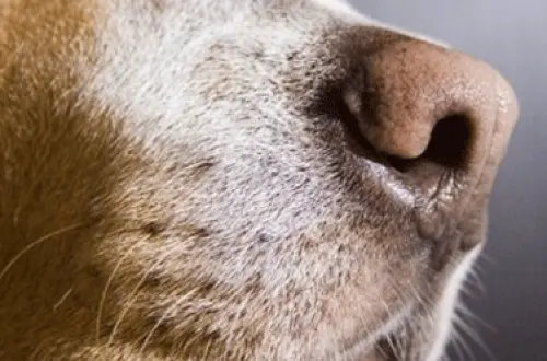 Cani da Tumore: Neoplasia Scoperta col Fiuto, Studio in Italia