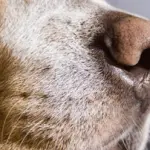 Cani da Tumore: Neoplasia Scoperta col Fiuto, Studio in Italia