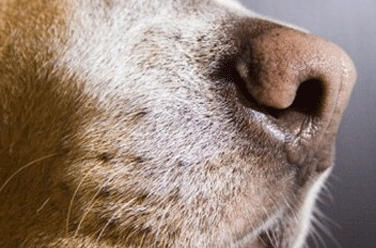 Cani da Tumore: Neoplasia Scoperta col Fiuto, Studio in Italia