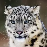 Leopardo delle Nevi Minacciato da Cambiamenti Climatici: Rischio Estinzione, Monito WWF
