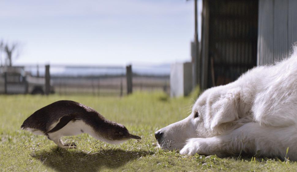 "Giotto, l'Amico dei Pinguini": Storia Commovente di un Cane Eroe
