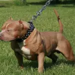 Lucca, Pitbull Azzanna Bimbo: Ferite Profonde in Testa