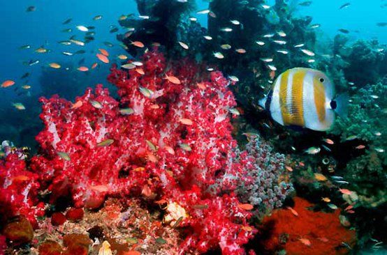 Creme Solari Nemiche delle Barriere Coralline: Benzofenone-3 Dannoso