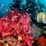 Creme Solari Nemiche delle Barriere Coralline: Benzofenone-3 Dannoso