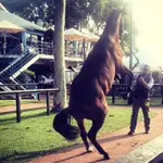 RHO: CAVALLO IMBIZZARRITO ALLA SAGRA, 4 FERITI