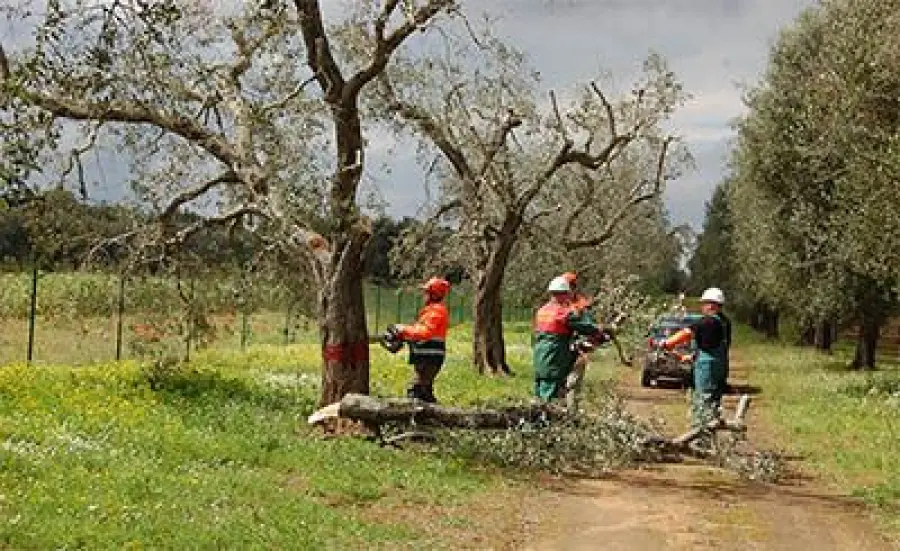 Xylella Fastidiosa: Eradicazione Parte a Trepuzzi, Proprietari Alberi Indennizzati
