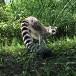 Madagascar, Lemuri Ringraziano Italia: Foreste Diventano Area Protetta