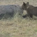 Orsetta Morena Deve Ingrassare: Rilascio in Natura a Novembre