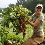 Agricoltura Attira Giovani Italiani: Boom Imprese Agricole