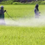 Boom Pesticidi sulle Tavole Italiane: Frutta Maggiore Incriminata