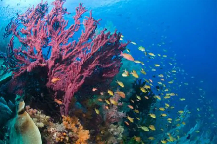 RAPPORTO WWF CHOC: UN TERZO SITI NATURALI SVANIRA'