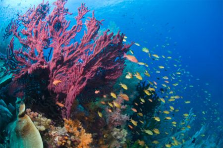 RAPPORTO WWF CHOC: UN TERZO SITI NATURALI SVANIRA'