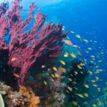 RAPPORTO WWF CHOC: UN TERZO SITI NATURALI SVANIRA'