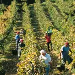 Cuneo, Invita Amici a Vendemmiare: 20.000 euro di Multa per Lavoro Nero