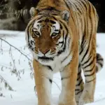 Choc in Nuova Zelanda, Tigre Sumatra Uccide Guardiana: Felino non Verrà Soppresso