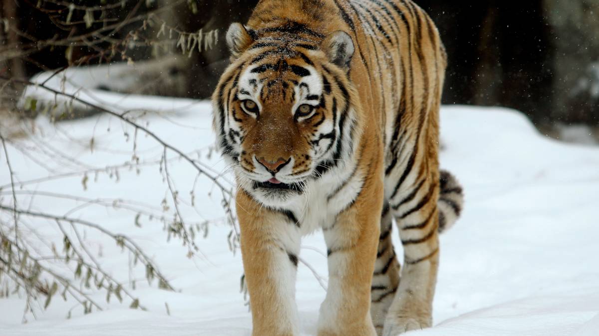 Choc in Nuova Zelanda, Tigre Sumatra Uccide Guardiana: Felino non Verrà Soppresso