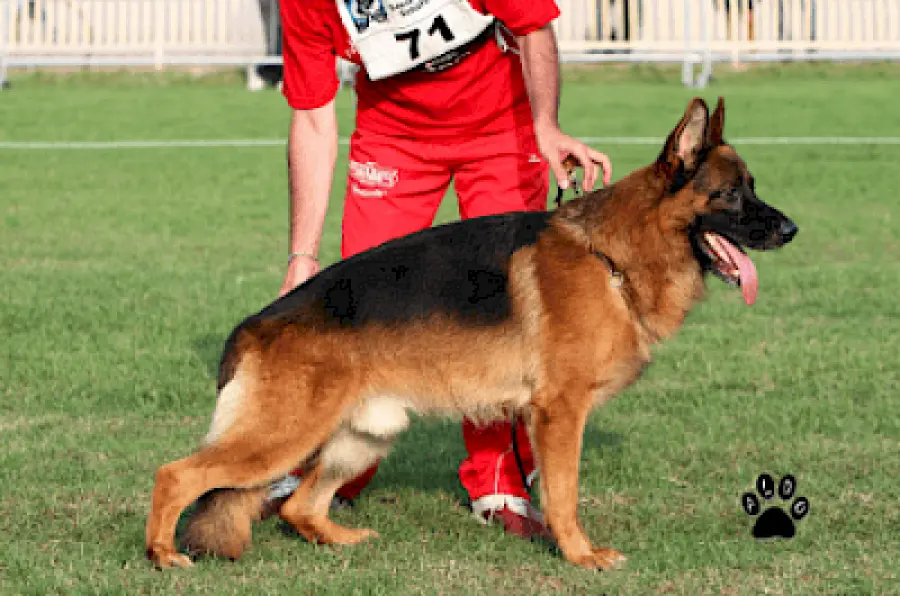 Quali sono le caratteristiche di un pastore tedesco