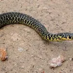 Veleno serpenti: scarseggiano riserve antidoto, allarme Medici Senza Frontiere