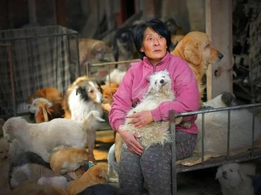 Salva 100 cani dall'essere mangiati.