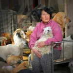 Salva 100 cani dall'essere mangiati.