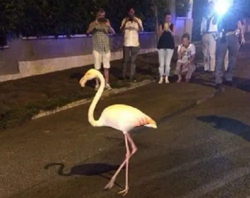 Roma, fenicottero rosa passeggia ai Parioli: operatori Bioparco lo prendono in consegna