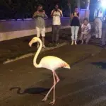 Roma, fenicottero rosa passeggia ai Parioli: operatori Bioparco lo prendono in consegna