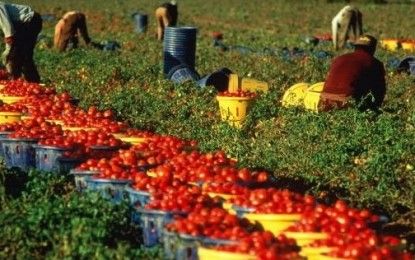 Foggia, malese lavora 12 ore sotto il sole e muore: cadavere occultato dai caporali?