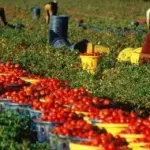 Foggia, malese lavora 12 ore sotto il sole e muore: cadavere occultato dai caporali?