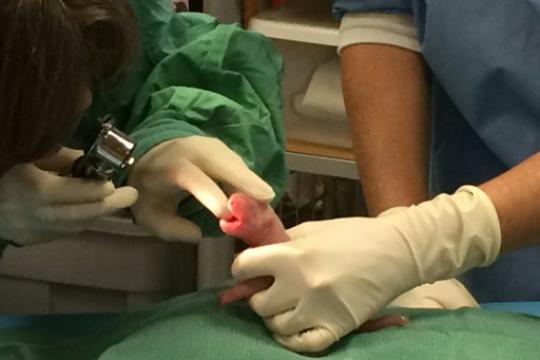 Washington: cucciolo panda muore, gemello sta bene