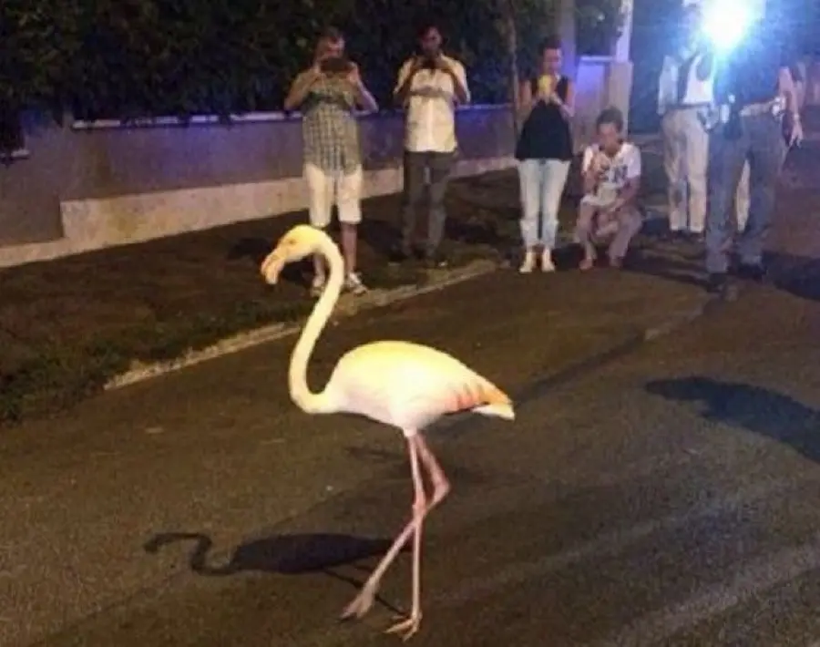 Roma, fenicottero rosa passeggia ai Parioli: operatori Bioparco lo prendono in consegna