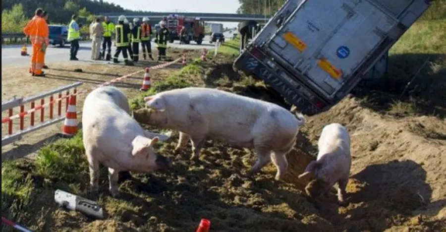Incidente A1, camion si ribalta: maiali vivi in autostrada
