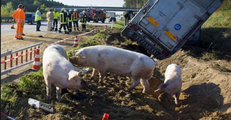 Incidente A1, camion si ribalta: maiali vivi in autostrada